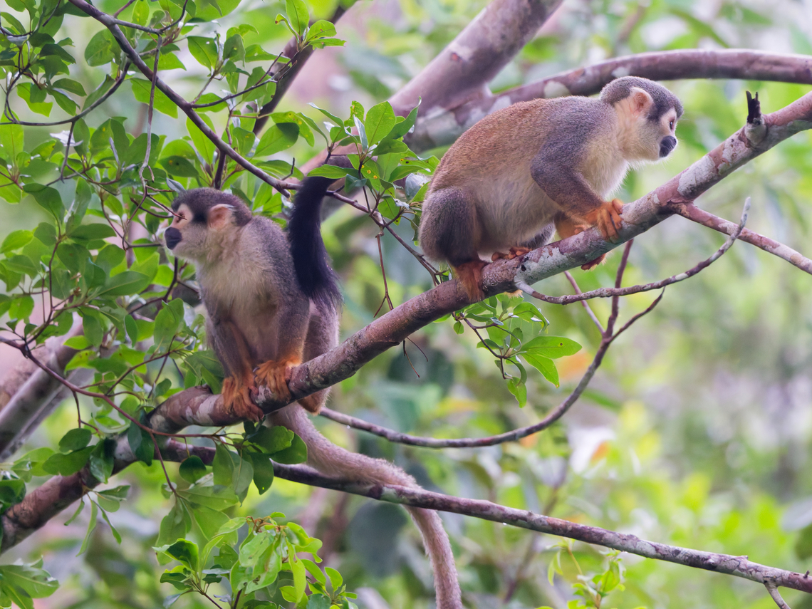 Saimiri macrodon in Ecuador recently split from Saimiri cassiquiarensis<br />
cp <a href="https://www.inaturalist.org/taxon_changes/167542" rel="nofollow">https://www.inaturalist.org/taxon_changes/167542</a> Ecuador,Ecuadorian squirrel monkey,Geotagged,Saimiri cassiquiarensis macrodon,Spring