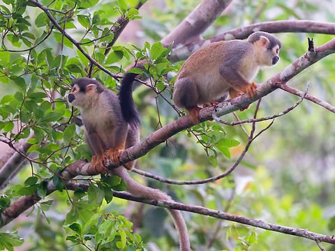 Saimiri macrodon in Ecuador recently split from Saimiri cassiquiarensis
cp https://www.inaturalist.org/taxon_changes/167542 Ecuador,Ecuadorian squirrel monkey,Geotagged,Saimiri cassiquiarensis macrodon,Spring