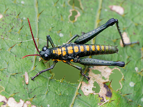 Trichopaon tatei in Ecuador cp https://www.inaturalist.org/observations/288864248 Ecuador,Geotagged,Spring,Trichopaon tatei
