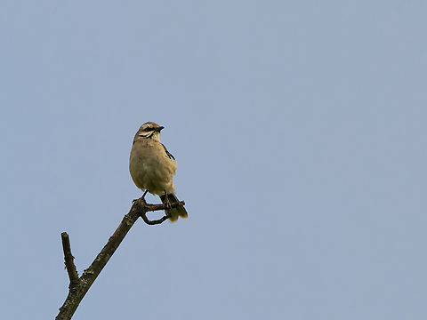 Tropical Mockingbird in Ecuador  Ecuador,Geotagged,Mimus gilvus,Spring,Tropical Mockingbird