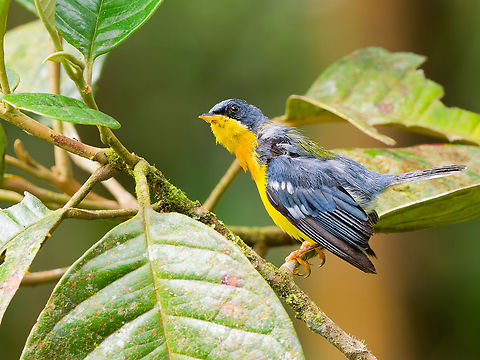 Tropical Parula in Ecuador  Ecuador,Fall,Geotagged,Setophaga pitiayumi,Tropical parula