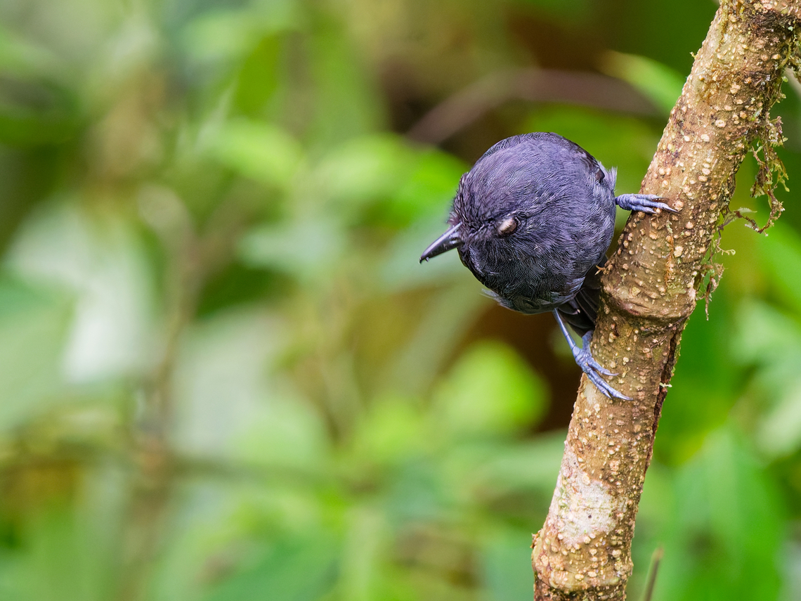 Uniform Antshrike in Ecuador  Ecuador,Fall,Geotagged,Thamnophilus unicolor,Uniform antshrike