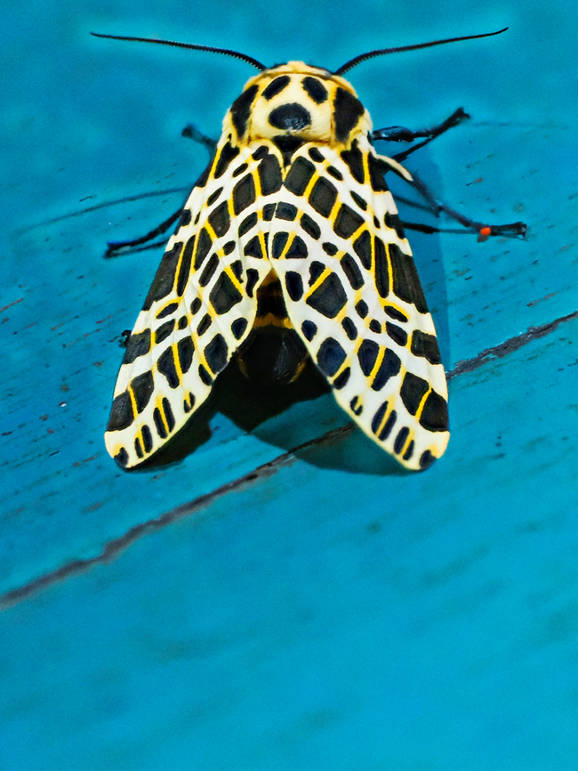 Oxyptera laeta in Ecuador  Ecuador,Fall,Geotagged,Los Cedros Reserve,Oxyptera laeta
