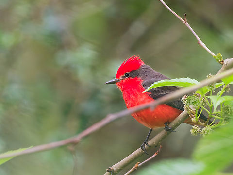 Vermillion Flycatcher in Ecuador  Ecuador,Geotagged,Pyrocephalus rubinus,Scarlet flycatcher,Spring