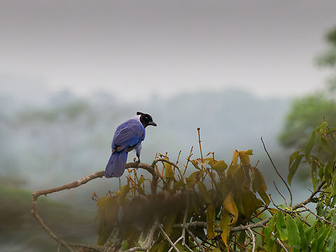 Violaceous Jay in Ecuador  Cyanocorax violaceus,Ecuador,Geotagged,Spring,Violaceous jay