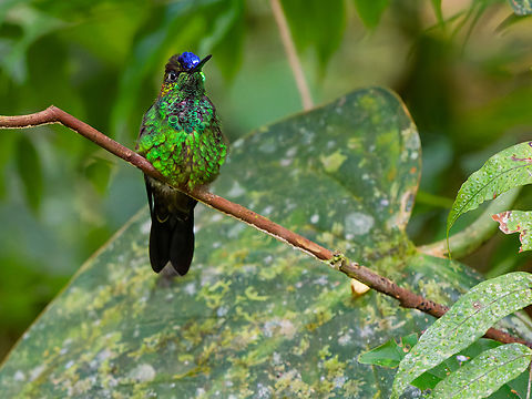 Violet-fronted Brilliant in Ecuador  Ecuador,Geotagged,Heliodoxa leadbeateri,Spring,Violet-fronted brilliant