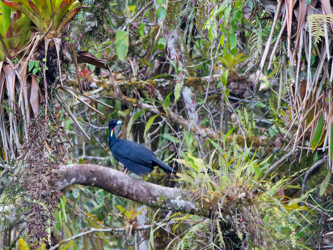 Wattled Guan in Ecuador  Aburria aburri,Ecuador,Geotagged,Spring,Wattled guan