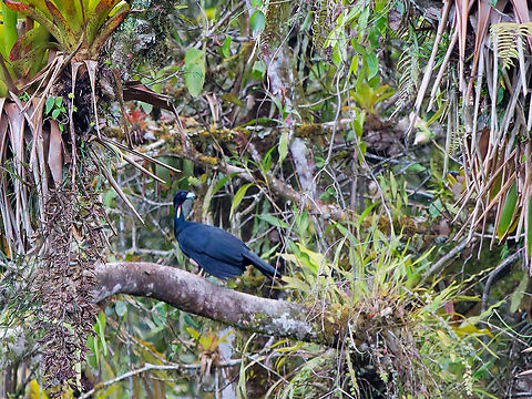 Wattled Guan in Ecuador  Aburria aburri,Ecuador,Geotagged,Spring,Wattled guan