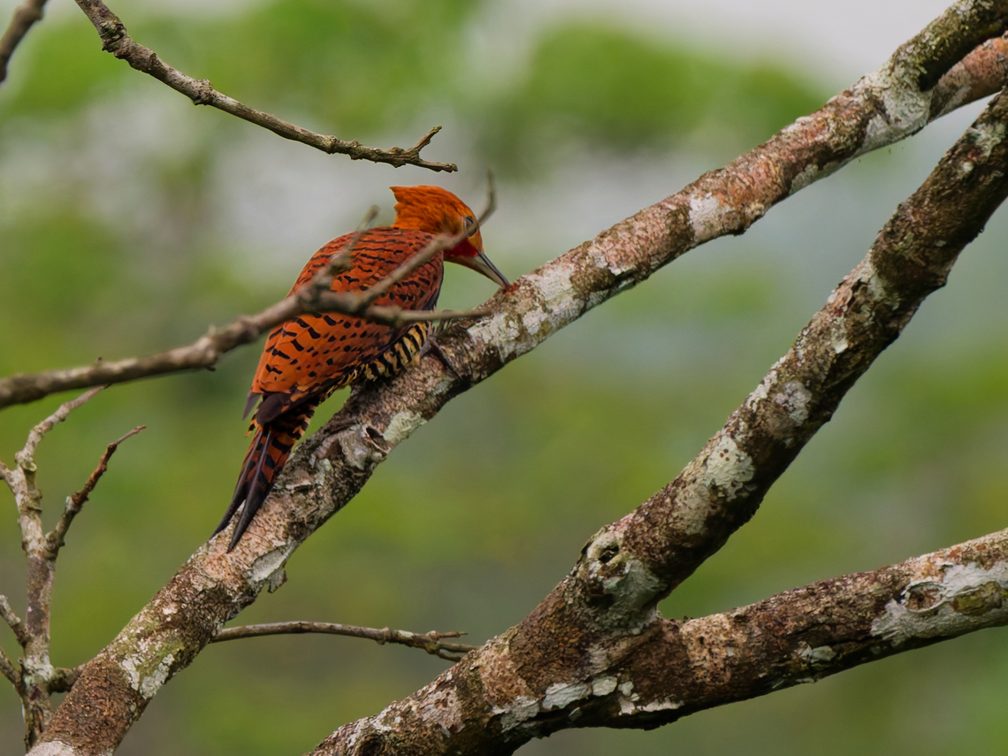 Waved Woodpecker in Ecuador  Celeus undatus,Ecuador,Geotagged,Spring,Waved woodpecker