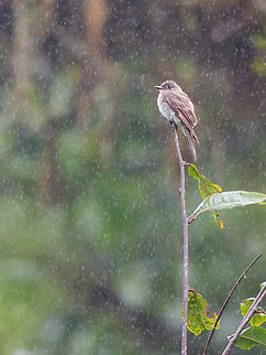Western Wood-Pewee in Ecuador  Contopus sordidulus,Ecuador,Fall,Geotagged,Los Cedros Reserve,Western wood pewee