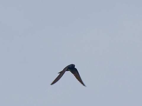 White-banded Swallow in Ecuado  Atticora fasciata,Ecuador,Geotagged,Spring,White-banded swallow