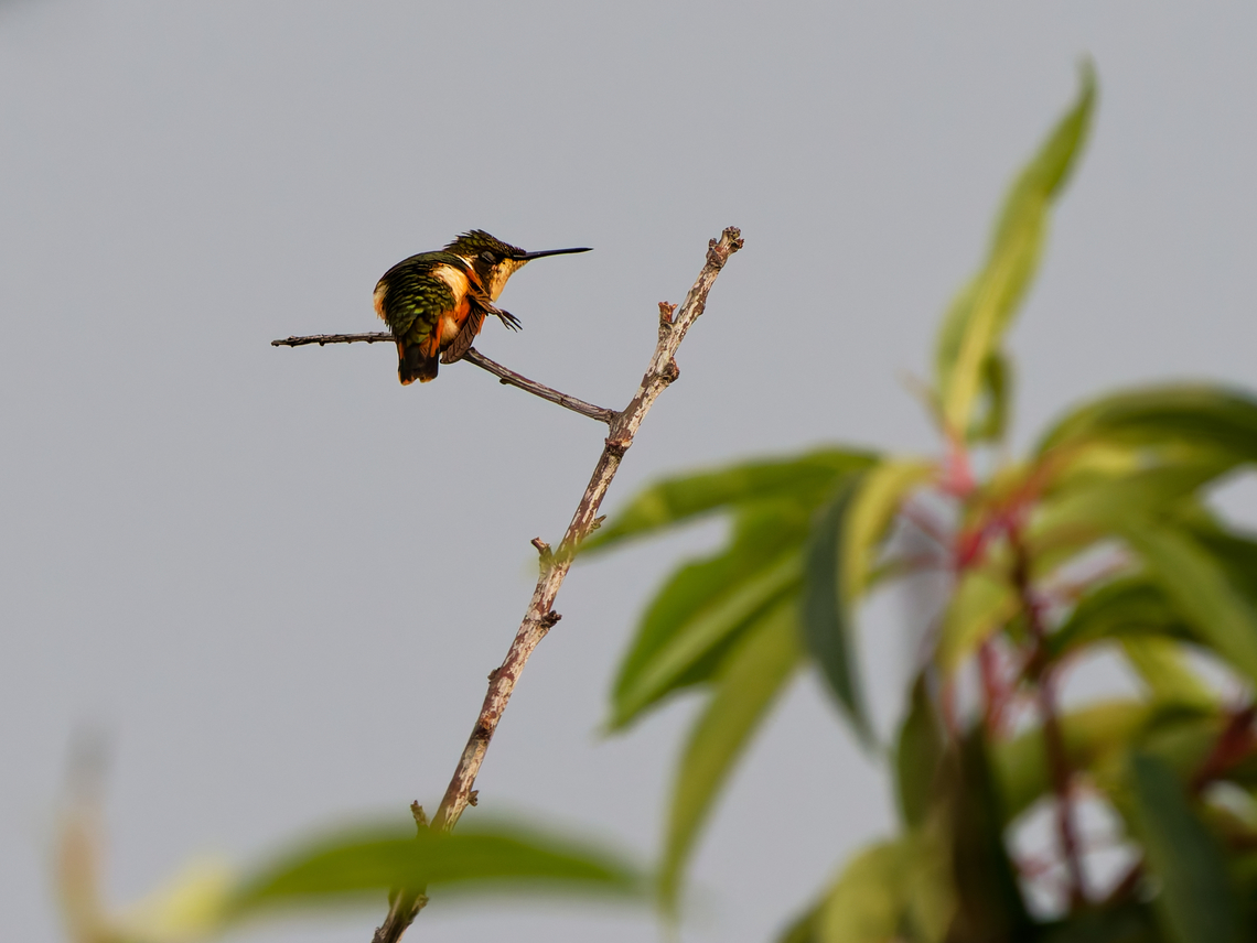 White-bellied Woodstar in Ecuador  Chaetocercus mulsant,Ecuador,Geotagged,Spring,White-bellied woodstar