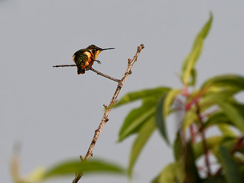White-bellied Woodstar in Ecuador  Chaetocercus mulsant,Ecuador,Geotagged,Spring,White-bellied woodstar
