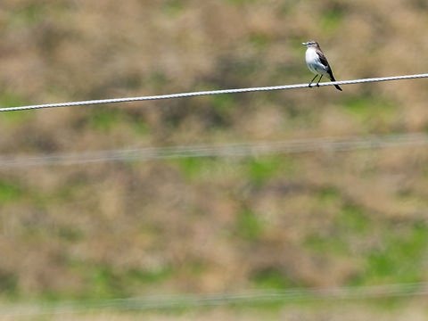 White-browed Ground-Tyrant in Ecuador  Ecuador,Geotagged,Muscisaxicola albilora,Spring,White-browed ground tyrant