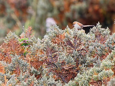 White-browed Spinetail in Ecuador  Ecuador,Geotagged,Hellmayrea gularis,Spring,White-browed spinetail