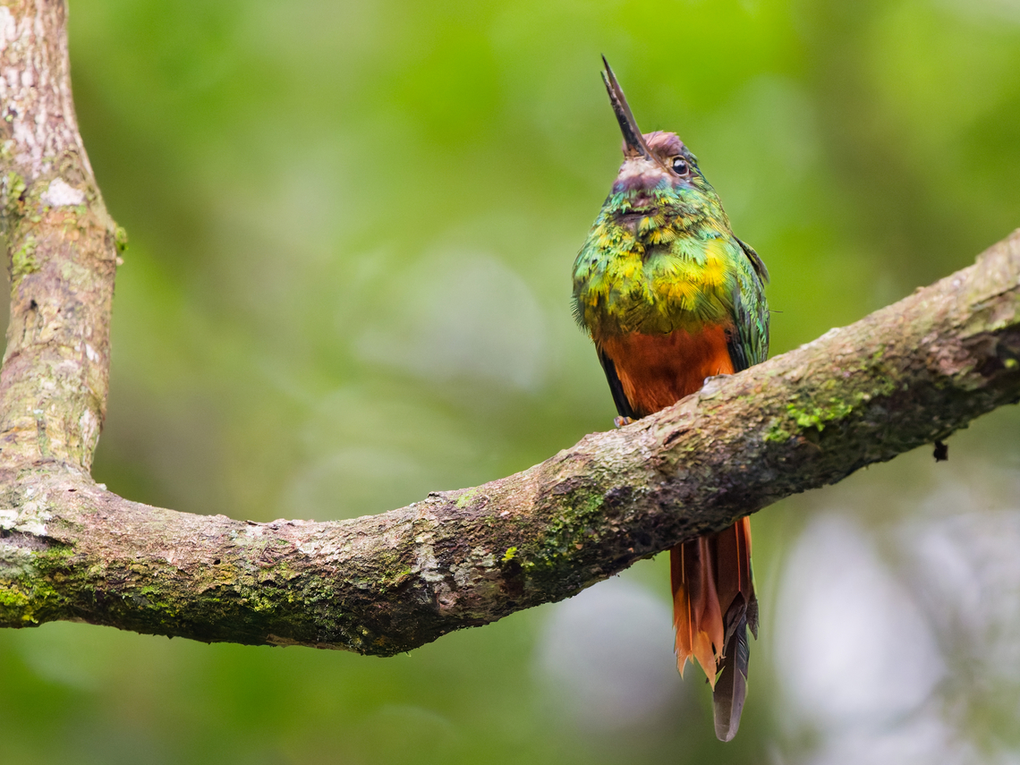 White-chinned Jacamar in Ecuador  Ecuador,Galbula tombacea,Geotagged,Spring,White-chinned jacamar