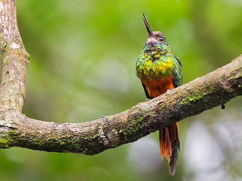 White-chinned Jacamar in Ecuador  Ecuador,Galbula tombacea,Geotagged,Spring,White-chinned jacamar