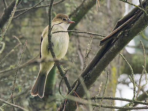 White-crested Elaenia in Ecuador  Ecuador,Elaenia albiceps,Geotagged,Spring,White-crested elaenia