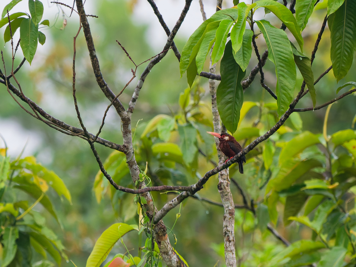 White-eared Jacamar in Ecuador  Ecuador,Galbalcyrhynchus leucotis,Geotagged,Spring,White-eared jacamar