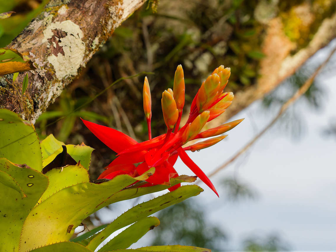 Aechmea romeroi in Ecuador  Aechmea romeroi,Ecuador,Geotagged,Spring