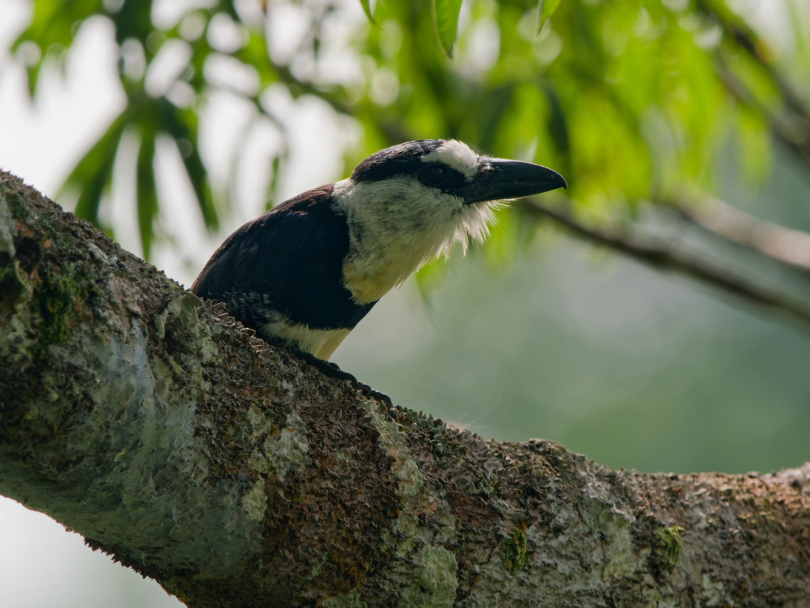White-necked Puffbird in Ecuador  Ecuador,Geotagged,Notharchus hyperrhynchus,Spring,White-necked puffbird