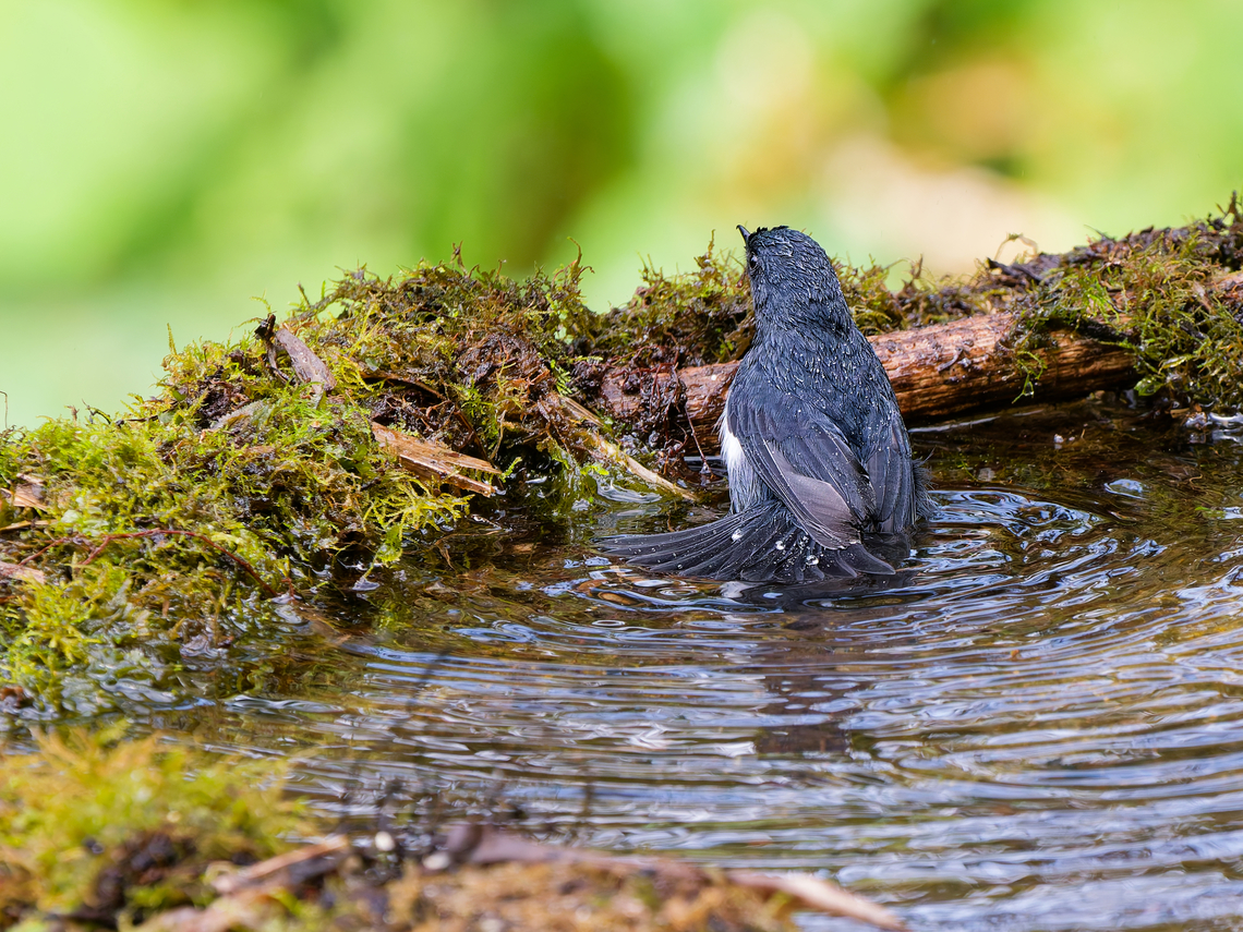 White-sided Flowerpiercer in Ecuador  Diglossa albilatera,Ecuador,Geotagged,Spring,White-sided flowerpiercer