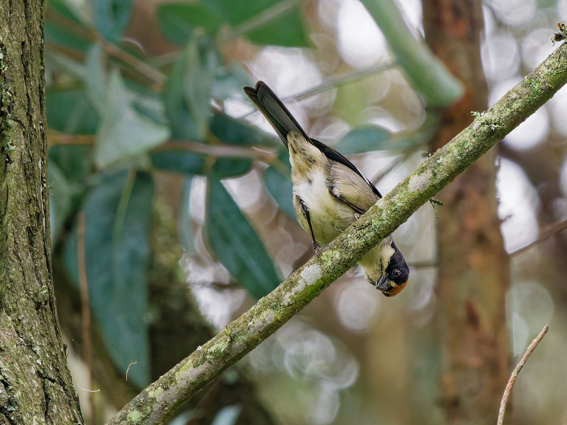 White-winged Brushfinch in Ecuador different position Atlapetes leucopterus,Ecuador,Geotagged,Spring,White-winged brushfinch