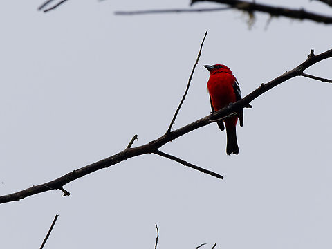 White-winged Tanager in Ecuador  Ecuador,Fall,Geotagged,Los Cedros Reserve,Piranga leucoptera,White-winged tanager