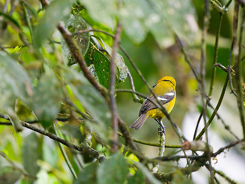 White-winged Tanager female Ecuador,Fall,Geotagged,Los Cedros Reserve,Piranga leucoptera,White-winged tanager