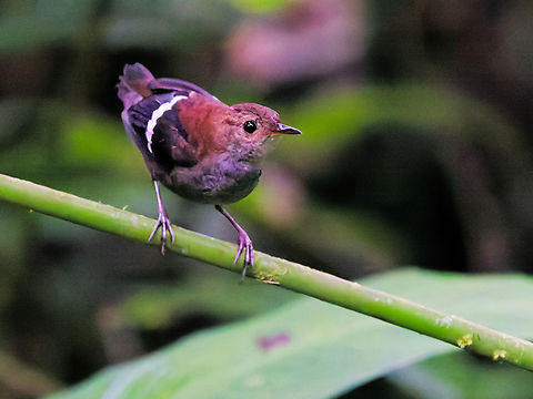Wing-banded Wren in Ecuador  Ecuador,Geotagged,Microcerculus bambla,Spring,Wing-banded wren