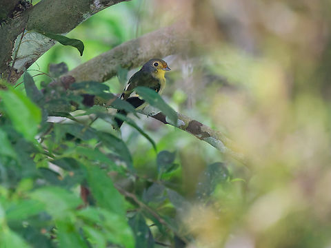 Wing-barred Piprites in Ecuador  Ecuador,Geotagged,Piprites chloris,Spring,Wing-barred piprites