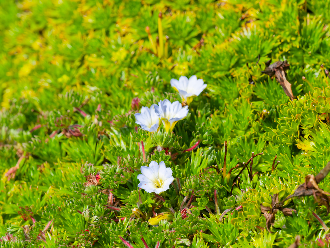 Gentiana sedifolia in Ecuador  Ecuador,Gentiana sedifolia,Geotagged,Spring