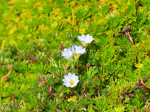 Gentiana sedifolia in Ecuador  Ecuador,Gentiana sedifolia,Geotagged,Spring