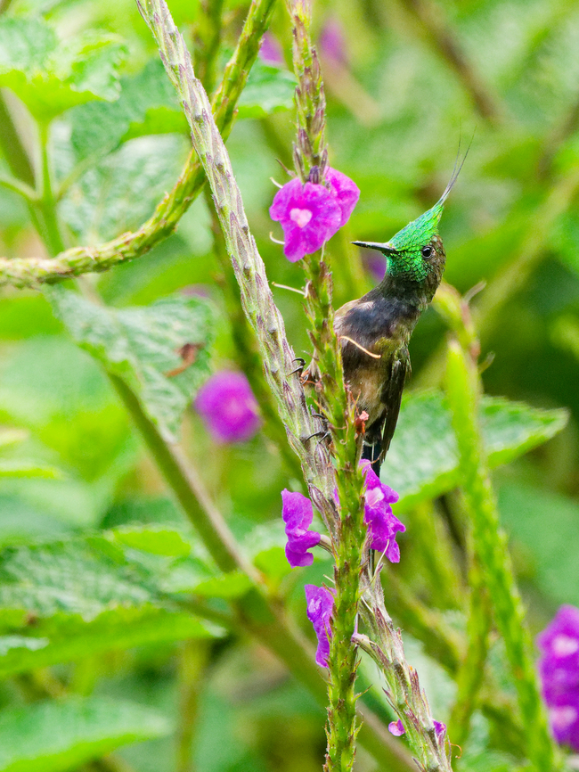 Wire-crested Thorntail in Ecuador  Discosura popelairii,Ecuador,Geotagged,Spring,Wire-crested thorntail