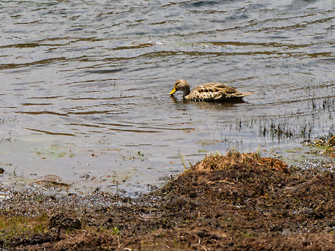 Yellow-billed Pintail in Ecuador  Anas georgica,Ecuador,Geotagged,Spring,Yellow-billed pintail