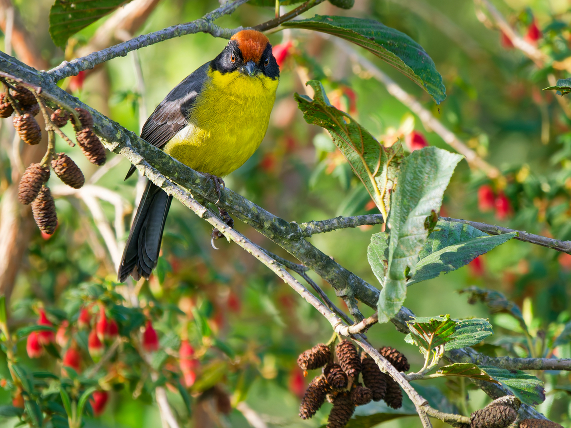 Yellow-breasted Brushfinch in Ecuador  Atlapetes latinuchus,Ecuador,Geotagged,Spring,Yellow-breasted Brushfinch