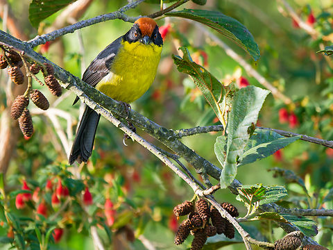 Yellow-breasted Brushfinch in Ecuador  Atlapetes latinuchus,Ecuador,Geotagged,Spring,Yellow-breasted Brushfinch