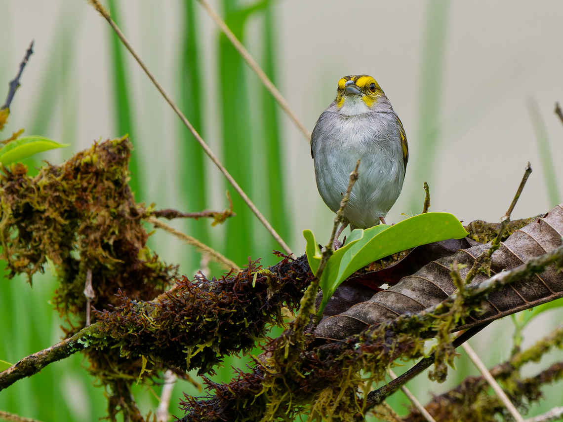 Yellow-browed Sparrow in Ecuador  Ammodramus aurifrons,Ecuador,Geotagged,Spring,Yellow-browed Sparrow