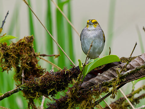 Yellow-browed Sparrow in Ecuador  Ammodramus aurifrons,Ecuador,Geotagged,Spring,Yellow-browed Sparrow