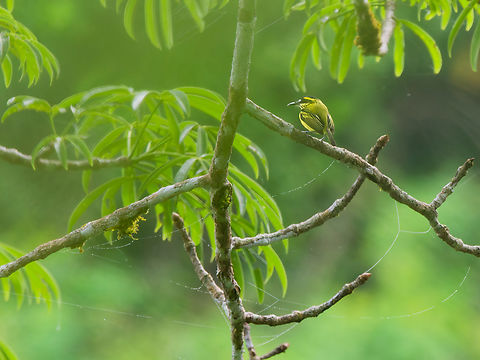 Yellow-browed Tody-Flycatcher in Ecuador  Ecuador,Geotagged,Spring,Todirostrum chrysocrotaphum,Yellow-browed tody-flycatcher