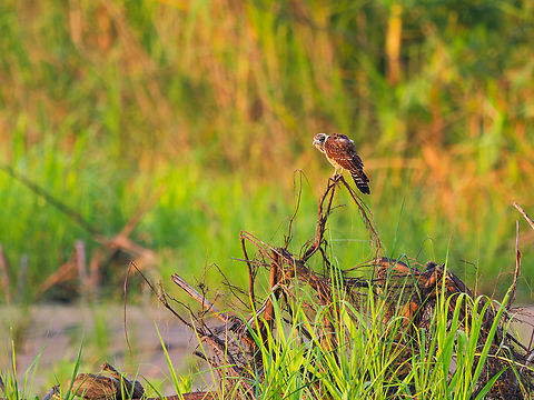 Yellow-headed Caracara in Ecuador juvenile, seen on an island in the R&iacute;o Napo (GPS -0.463352, -76.278721) Ecuador,Geotagged,Milvago chimachima,Spring,Yellow-headed Caracarra
