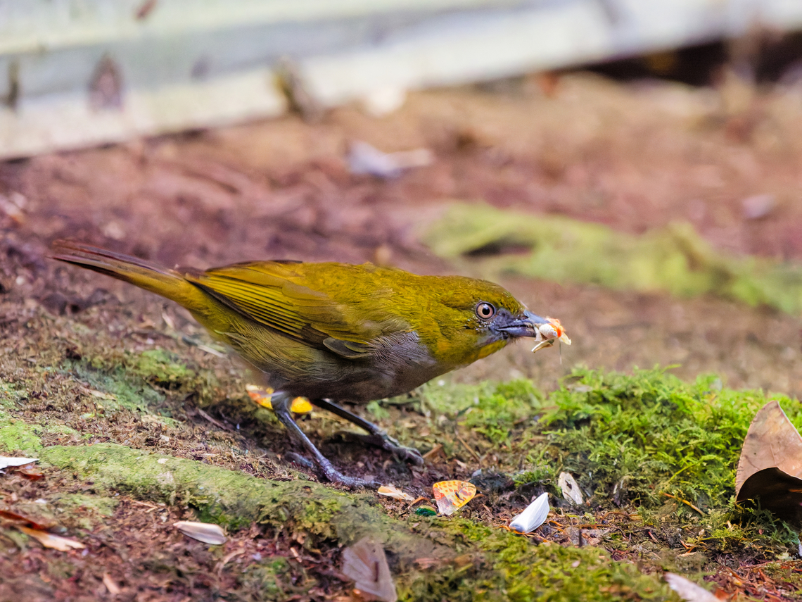 Yellow-throated Chlorospingus in Ecuador  Chlorospingus flavigularis,Ecuador,Geotagged,Spring,Yellow-throated chlorospingus