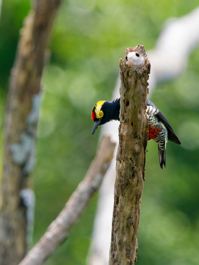 Yellow-tufted Woodpecker in Ecuador  Ecuador,Geotagged,Melanerpes cruentatus,Spring,Yellow-tufted woodpecker