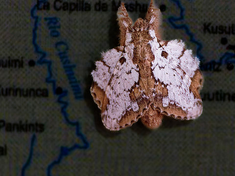 Euglyphis braganza in Ecuador cp https://www.wikidata.org/wiki/Q13618918 Ecuador,Euglyphis braganza,Geotagged,Spring