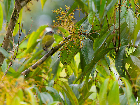 White-crowned Manakin in Ecuador female Dixiphia pipra,Ecuador,Geotagged,Spring,White-crowned manakin