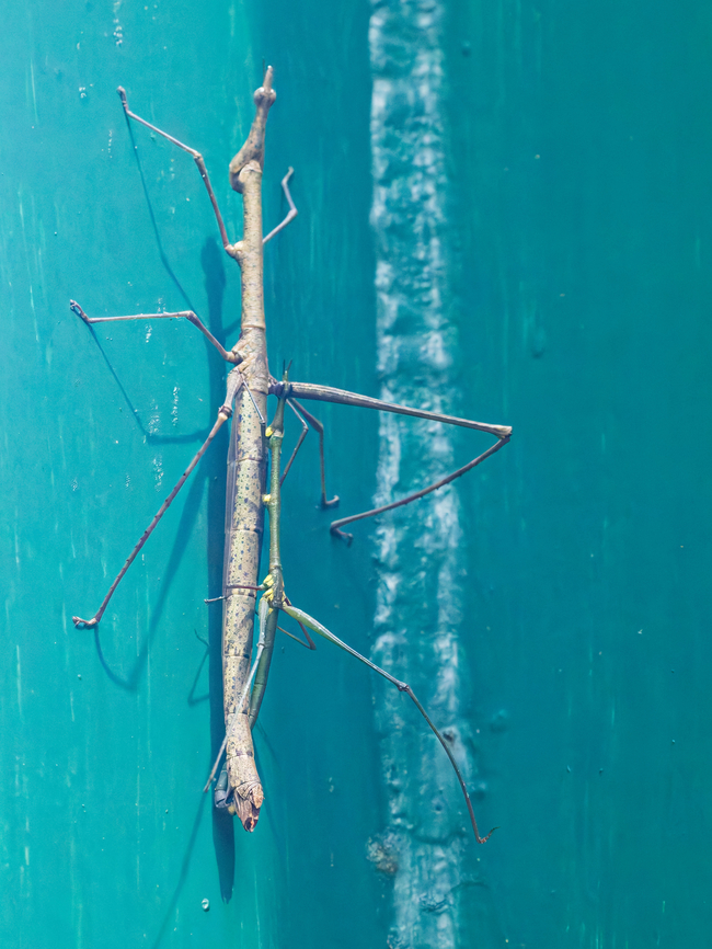 Pseudoproscopia scabra in Ecuador kind of Stick Insect seen at Napo Wildlife Center<br />
copula; larger female 14-15 cm, male 8-9 cm Ecuador,Geotagged,Pseudoproscopia scabra,Spring