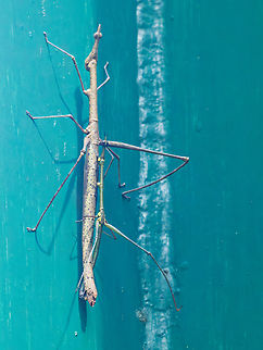 Pseudoproscopia scabra in Ecuador kind of Stick Insect seen at Napo Wildlife Center
copula; larger female 14-15 cm, male 8-9 cm Ecuador,Geotagged,Pseudoproscopia scabra,Spring