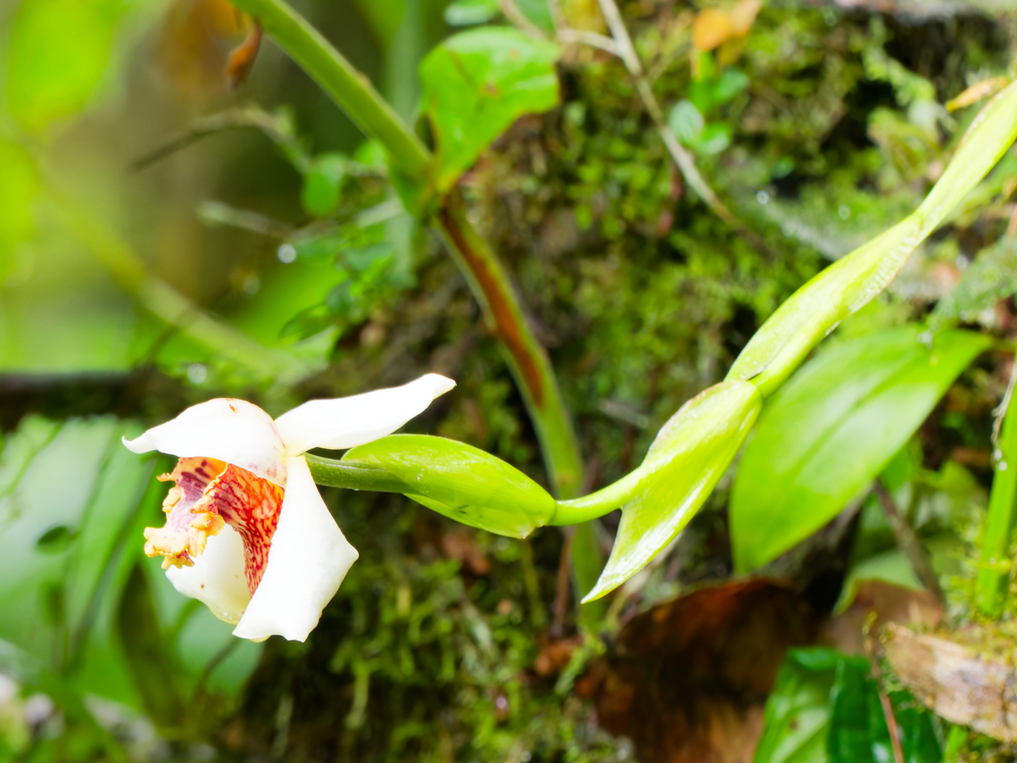 Maxillaria fletcheriana in Ecuador cp <a href="https://www.inaturalist.org/taxa/792752-Maxillaria-fletcheriana" rel="nofollow">https://www.inaturalist.org/taxa/792752-Maxillaria-fletcheriana</a> Ecuador,Geotagged,Maxillaria fletcheriana,Spring