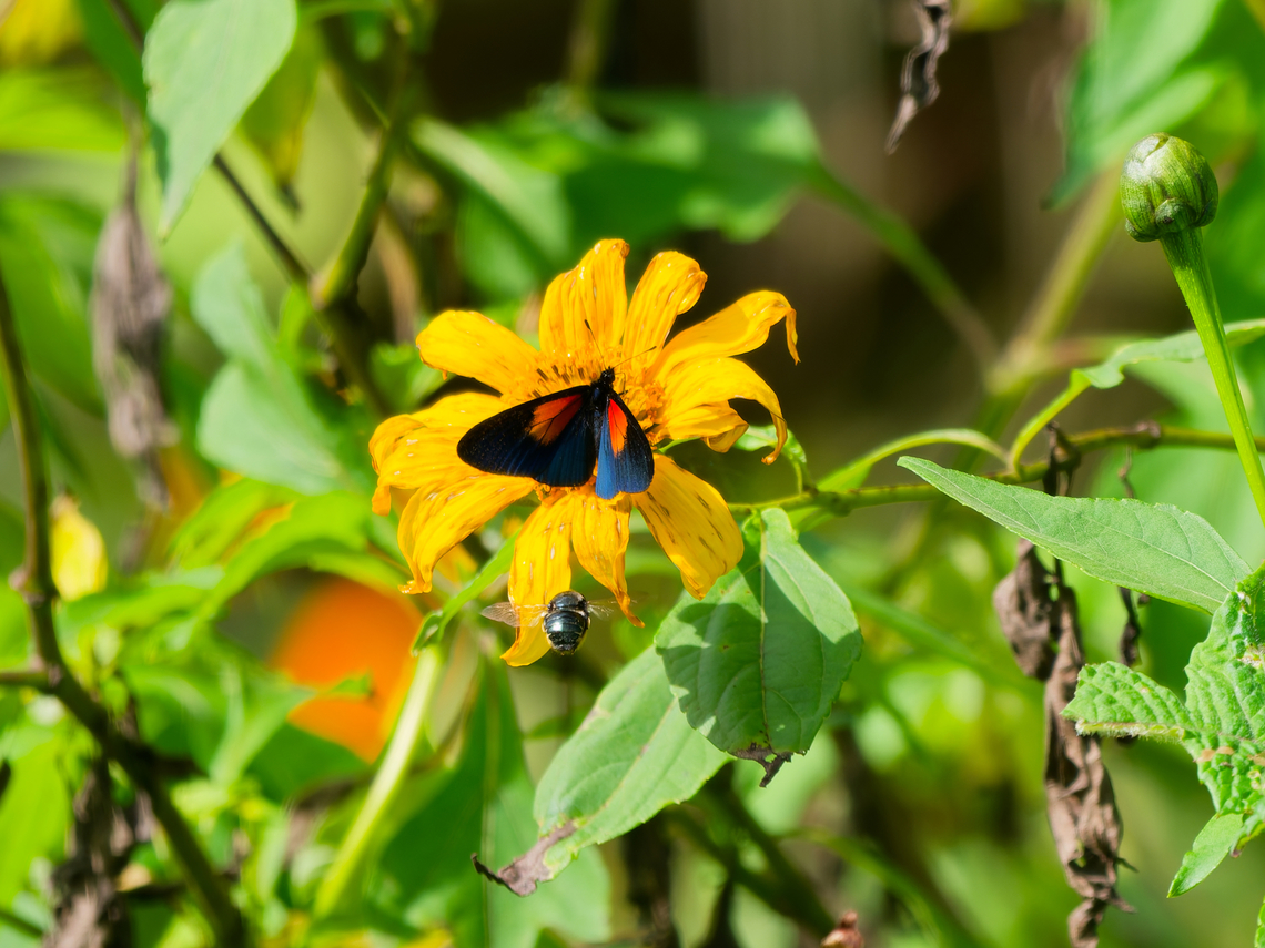 Actinote ozomene in Ecuador  Actinote ozomene,Altinote ozomene,Ecuador,Geotagged,Spring
