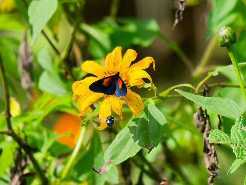 Actinote ozomene in Ecuador  Actinote ozomene,Altinote ozomene,Ecuador,Geotagged,Spring